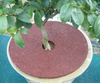 Recycled Rubber Mulch Tree Rings